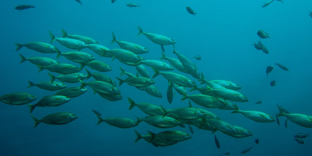 TYPES DE PÊCHE