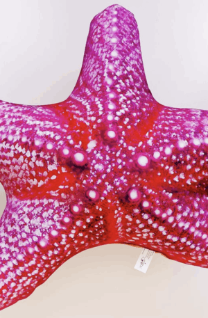 Etoile de mer 55 Gaby